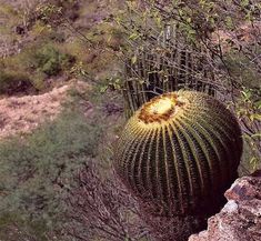 a large green cactus sitting on top of a rock