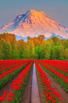 #Seattle Must See - #mountrainier 🏔 🗻⛰#Washington, the most beautiful state in the Pacific Northwest. 🌲#pnw #pnwtravel #WashingtonState #emeraldcity #mountains #travel 🛫 #tourism #travelseattle #mountains #cascademountains #olympicmountains Best Spring Break Destinations, Spring Break Destinations, Bad Relationship, Tulip Fields, The Paradise, Mount Rainier