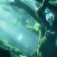 a large tree with moss growing on it's branches