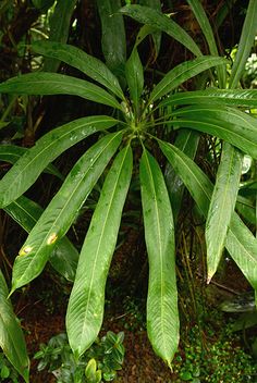 a large green leafy plant in the middle of a forest