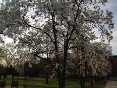 the trees are blooming in the park