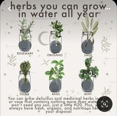 an image of herbs growing in water all year