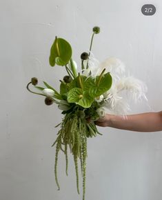 a person holding a bouquet with white flowers and green leaves in their hand, against a white wall