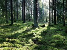 the ground is covered with green moss and trees