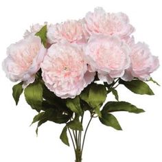 pink carnations in a vase on a white background