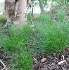 some very pretty green plants by a tree in the grass and leaves on the ground