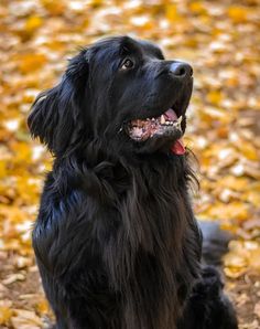 a black dog is sitting in the leaves