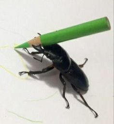 a black bug with a green pencil stuck to it's back