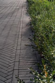 the sidewalk is lined with green plants and bushes on both sides, along with an empty street