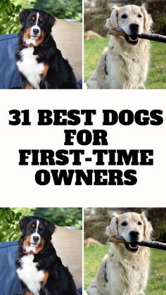 three pictures of dogs holding a stick in their mouth and the words, 3 best dogs for first - time owners