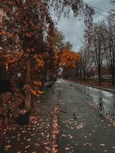 the street is wet and has fallen leaves on it