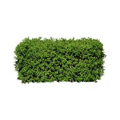 a hedge is shown on a white background with the top part of it covered in green foliage