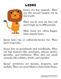 lions are big animals they are the second largest cat in the world and we can't