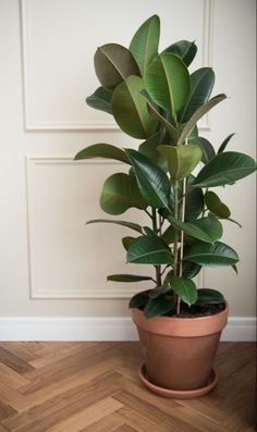 a potted plant sitting on top of a hard wood floor next to a wall