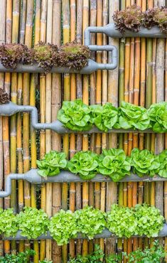 an array of plants growing on the side of a bamboo wall with pipes attached to it