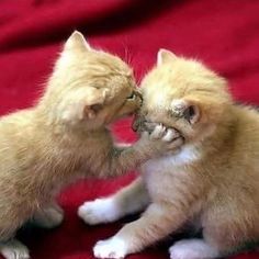 two kittens are playing with each other on a red blanket and one is touching its face