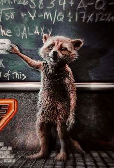 a raccoon standing in front of a blackboard with writing on it