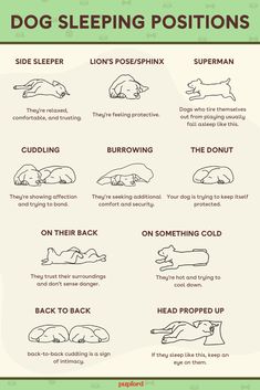 dog sleeping positions chart with instructions for dogs to use them as pillows and pillow covers