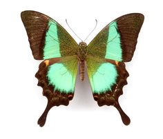 a green and brown butterfly on a white background