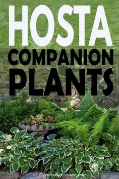 hosta plants in pots with text overlay that reads hosta companion plants