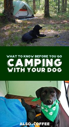 a black dog wearing a green bandana sitting next to a tent in the woods