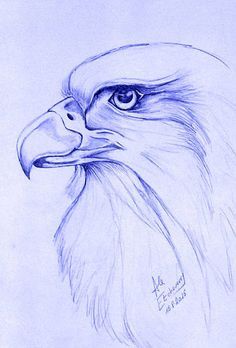 a pencil drawing of an eagle's head