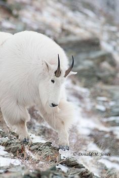 a mountain goat with long horns standing on rocks