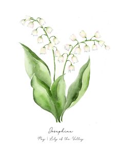 a watercolor painting of flowers and leaves with the words,'may lily of the valley