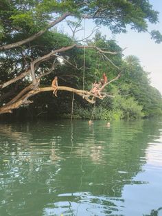 two people hanging from a tree branch in the water near some trees and other vegetation