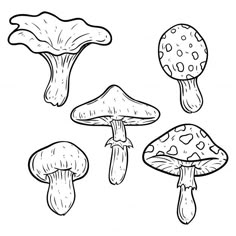 four different types of mushrooms on a white background, hand drawn in black and white