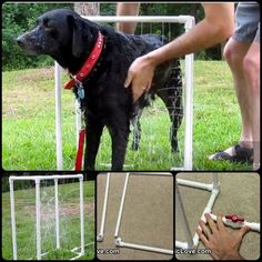 a black dog standing in front of a white fence with red leashes on it's neck