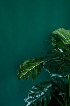 a green plant with large leaves in a black vase against a dark green wall background