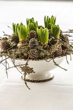 a white bowl filled with lots of green plants and pine cones on top of a table