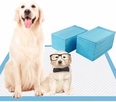 a dog wearing glasses next to a stack of blue folders