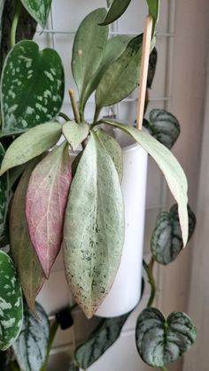 a potted plant with green and pink leaves hanging from it's side next to a white wall