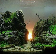 an aquarium with rocks and plants in it