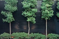 four trees lined up against a black wall