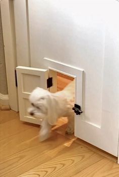 a small white dog is coming out of the door and into the room with it's mouth open