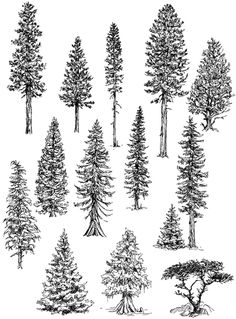 an ink drawing of different types of trees