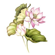 watercolor painting of pink and white lotus flowers with green leaves on a white background