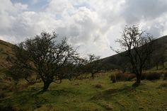 two trees in the middle of a grassy field