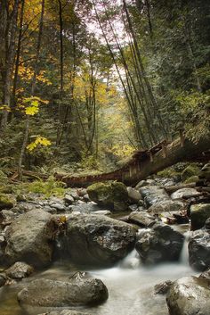 a stream running through a forest filled with rocks