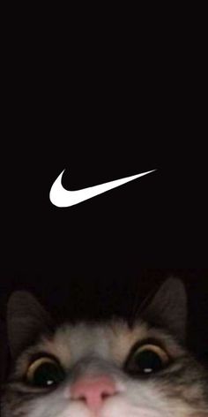 a cat looking up at the camera with a black background and white nike logo on it