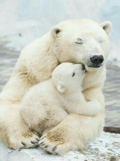 two polar bears cuddle together in the snow