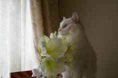 a white cat standing next to a vase filled with flowers