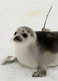 a seal is sitting in the snow with a small object on it's back