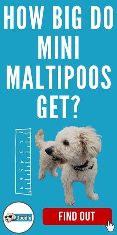 a white dog standing in front of a blue background with the words how big do mini maltipos get?