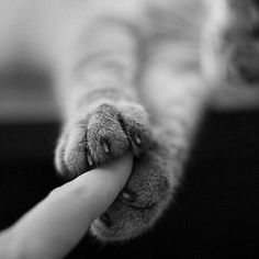 a person is petting a cat's paw with their thumb