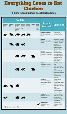 an info sheet describing the different types of animals that are eating from their food source