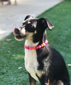 a small black and white dog sitting in the grass